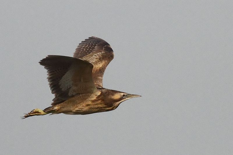 File:Australasian Bittern.jpg