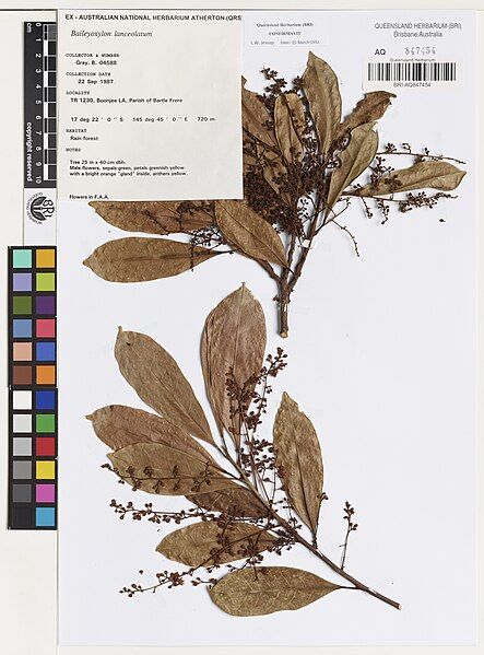 File:Baileyoxylon-lanceolatum-ALA-2.jpg