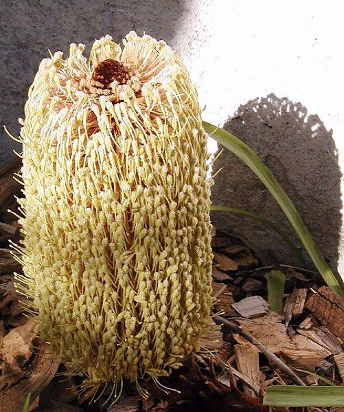 File:Banksia petiolaris2 email.jpg