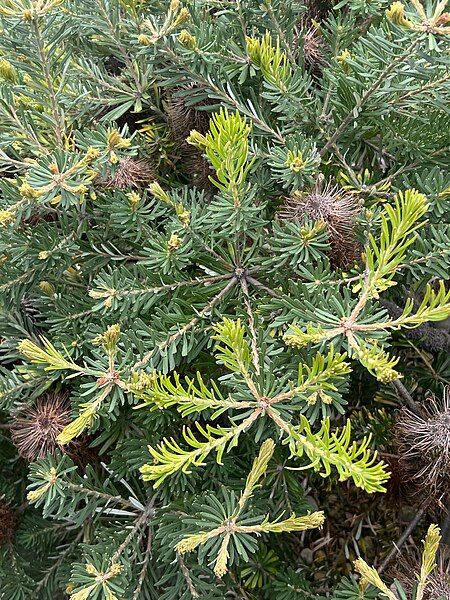 File:Banksia vincentia foliage.jpg