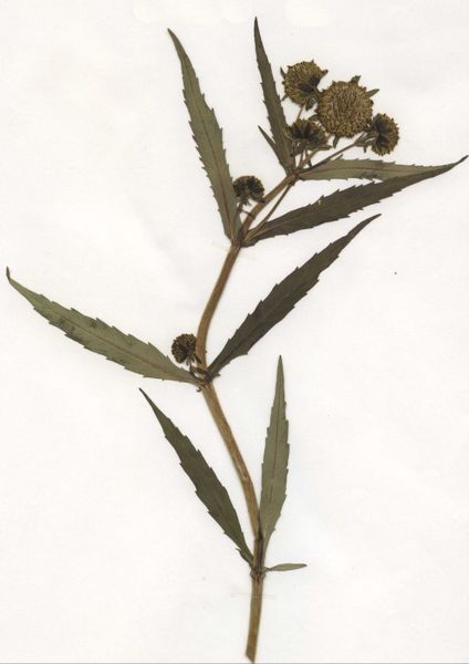 File:Bidens cernua Herbar.jpg