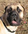 Boerboel