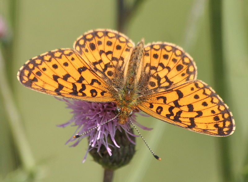 File:Boloria2.JPG