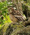 Brown fish owl, BRT Chamarajanagar