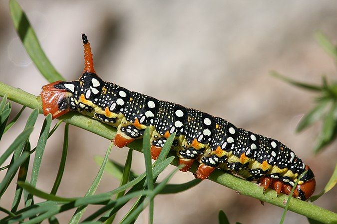 Caterpillar of the Spurge Hawk-moth, seen in Kriegtal near Binn, Valais, Switzerland at approx. 2000 m altitude