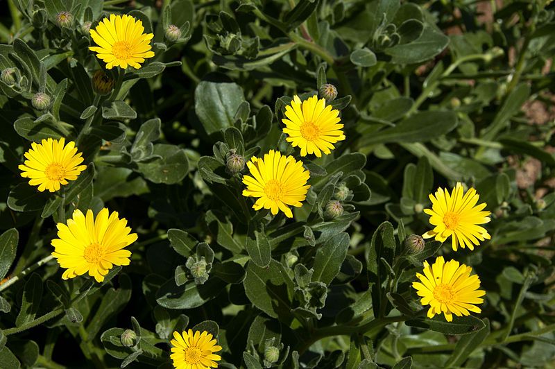 File:Calendula maritima 0030.jpg