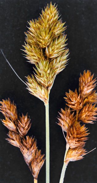 File:Carex bebbii NRCS-2.jpg