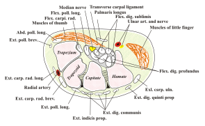 Transverse section across the wrist and digits.