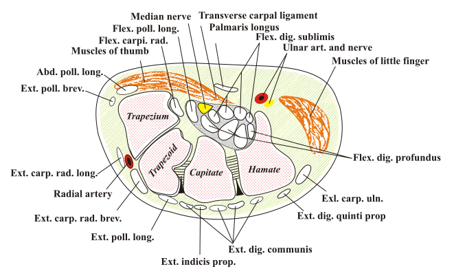 File:Carpal-Tunnel.svg