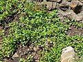 Ceanothus diversifolius