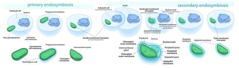 File:Chloroplast endosymbiosis.svg