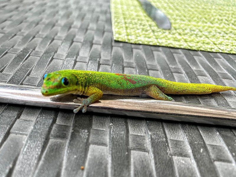 File:Comoros Gecko.jpg