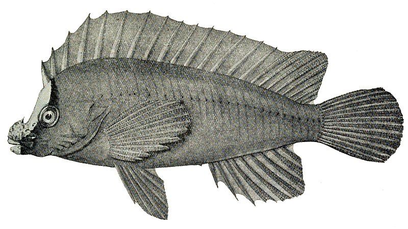 File:Congiopodus leucometopon 2.jpg