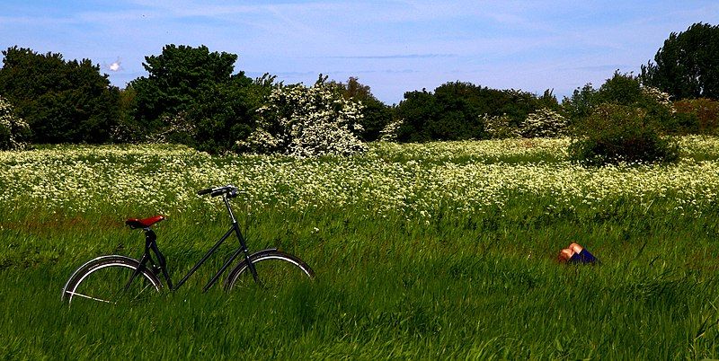 File:Copenhagen 2017-05-25 (35462624431).jpg