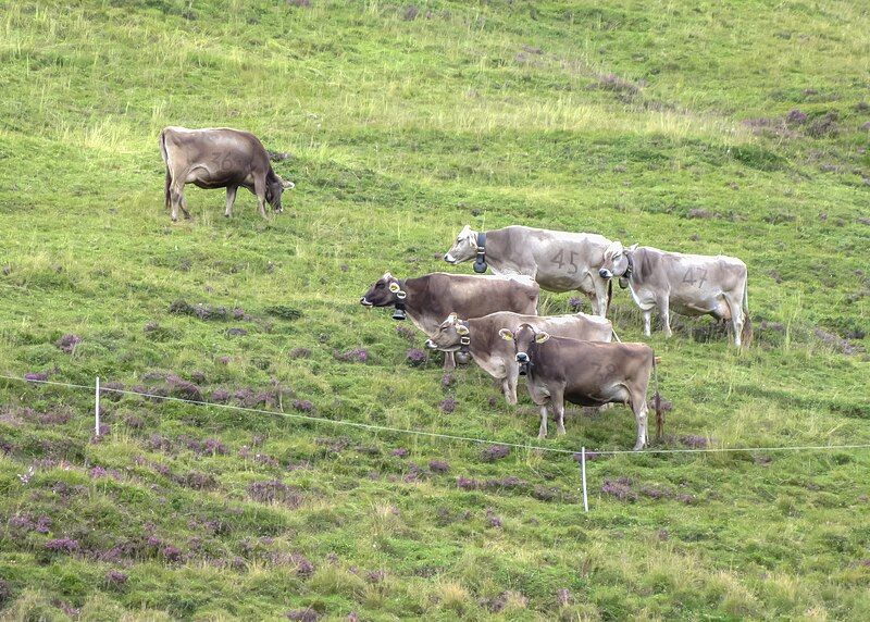 File:Cows of Tenna.jpg