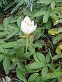 Crocus pulchellus 'Zephyr'