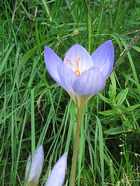 File:Crocus speciosusRHu5.jpg