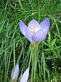 Crocus speciosus