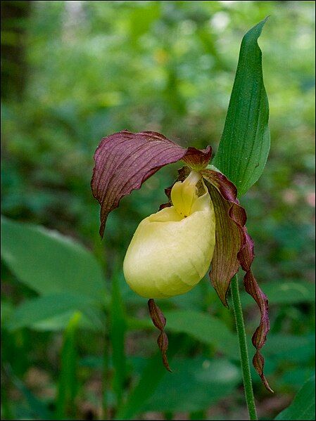 File:Cypripedium kentuckiense.jpg