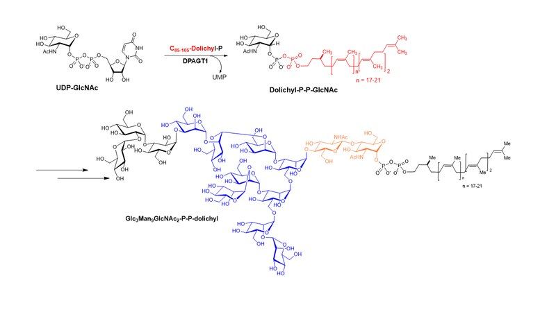 File:DPAGT1 Catalysis.tif