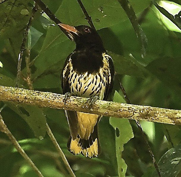 File:Dark-throated Oriole.jpg