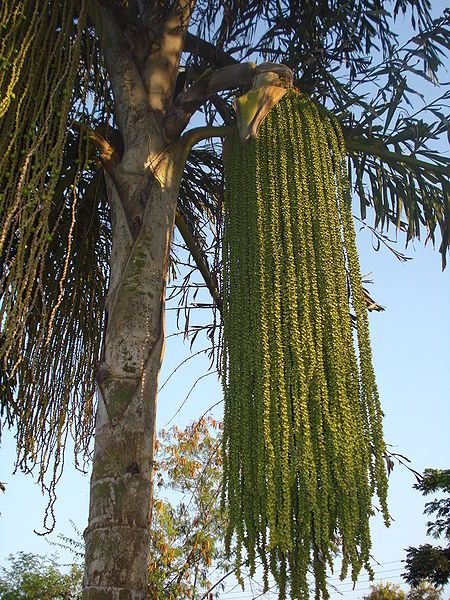 File:Fishtail palm1.JPG