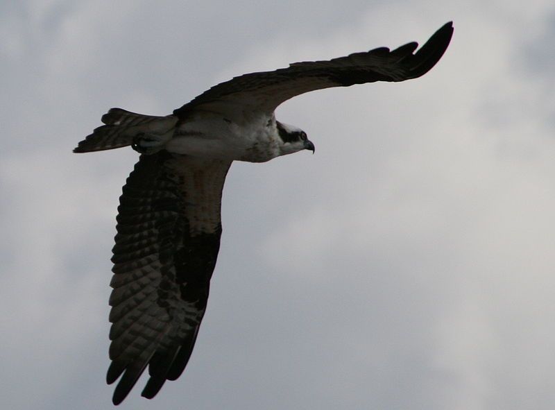 File:Flying Osprey.jpg