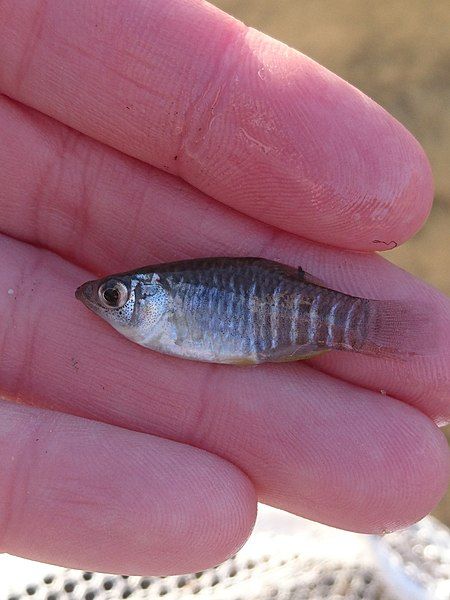 File:Fundulus xenicus.jpg