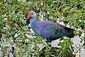 Gray-headed swamphen