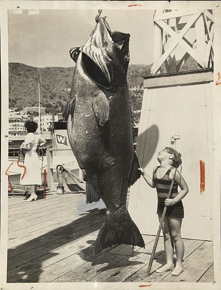 File:Giant sea bass.jpg