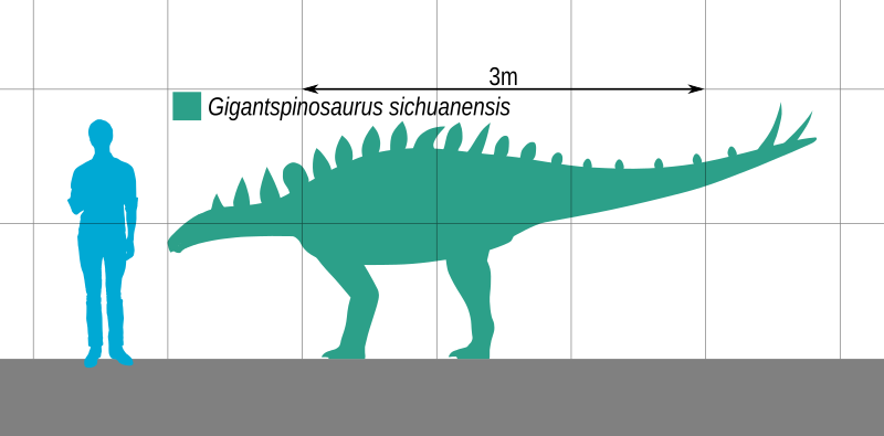 File:Gigantspinosaurus Scale.svg