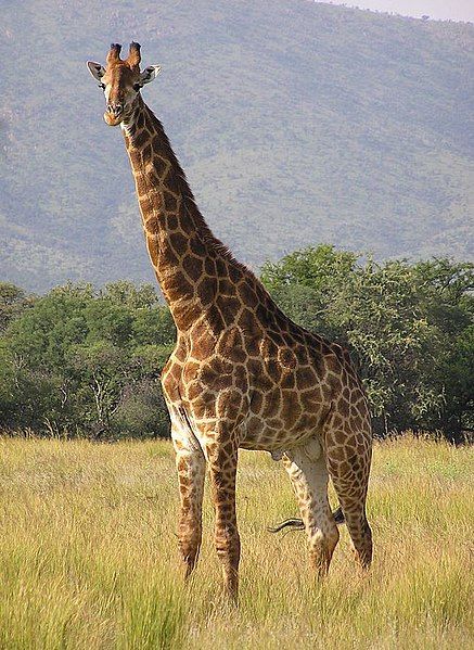 File:Giraffe standing (cropped).jpg