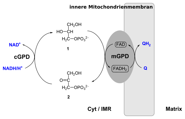 File:Glycerin-3-phosphat-Shuttle.svg