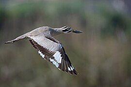 In flight (Kathmandu Valley, Nepal)