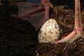 Greater Flamingo egg