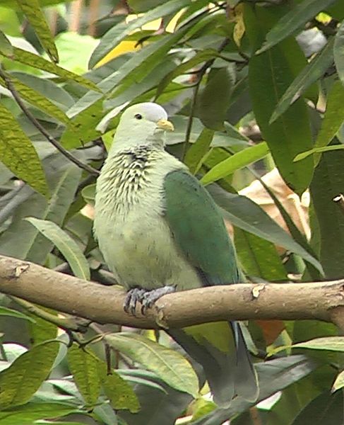 File:Grey-green fruit dove.jpg