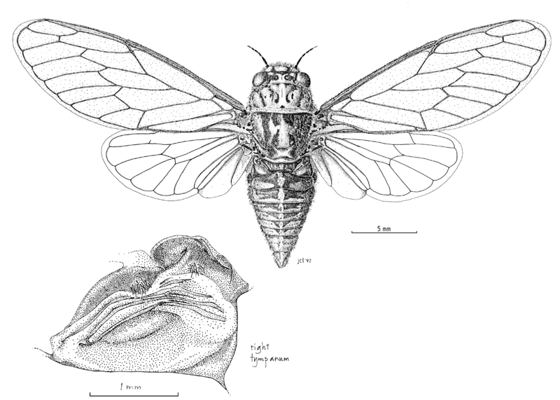 File:HEMI Cicadidae Kikihia.png