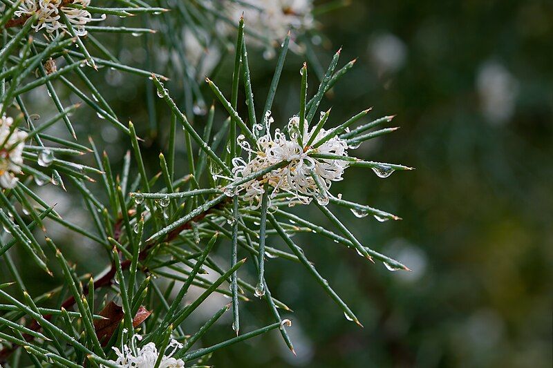 File:Hakea ducurrens physocarpa.jpg