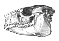 Skull of Hegetotherium (Typotheria, Hegetotheriidae)