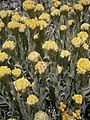 Helichrysum compactum