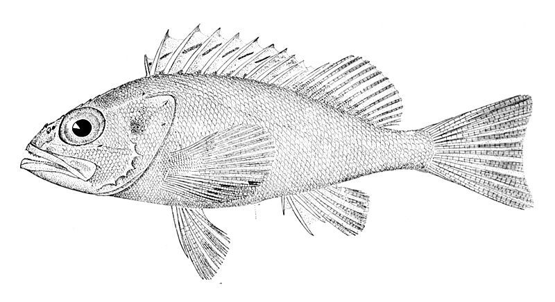 File:Helicolenus dactylopterus dactylopterus.jpg