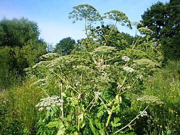 Sosnowsky's hogweed, Heracleum sosnowskyi