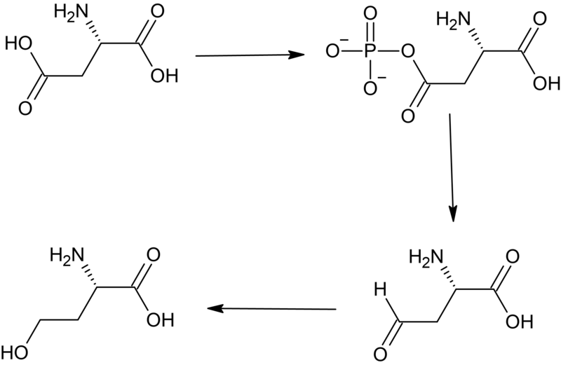 File:Homoserine biosyntheses.png