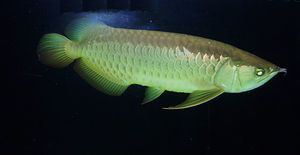 Asian Arowana.