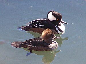 Adult Male and female pair