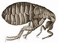 Drawing of a flea by Robert Hooke in his Micrographia