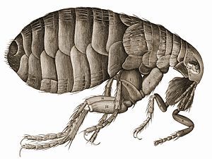 Robert Hooke's drawing of a flea