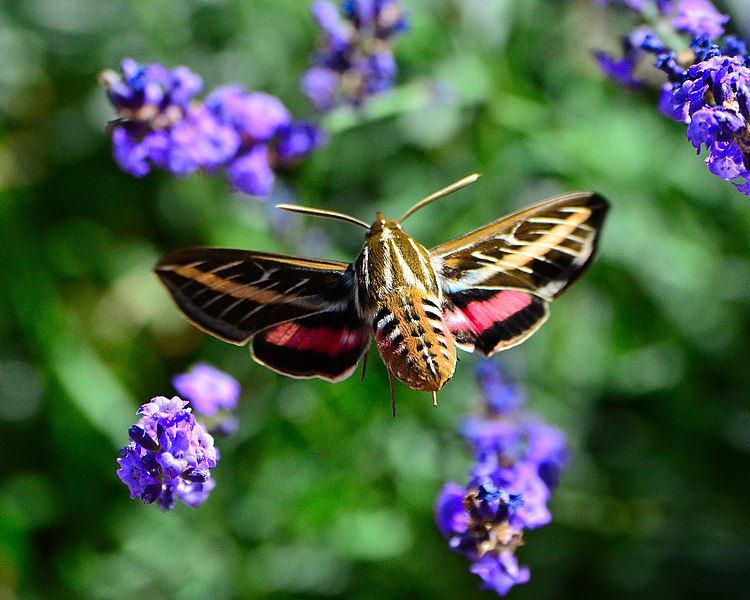 File:Hummingbird Moth (9691010084).jpg