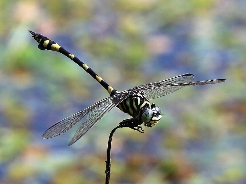 File:Ictinogomphus australis 1376.jpg