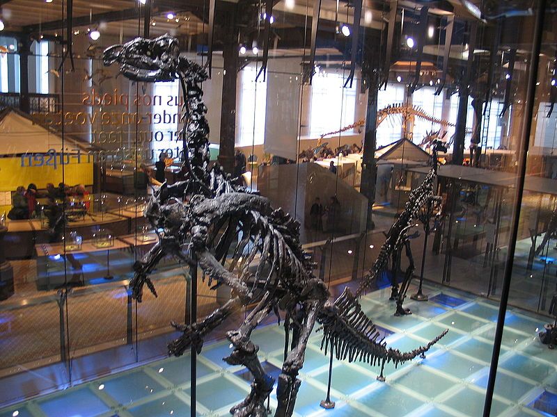 File:Iguanodon3 28-12-2007 14-20-18.jpg